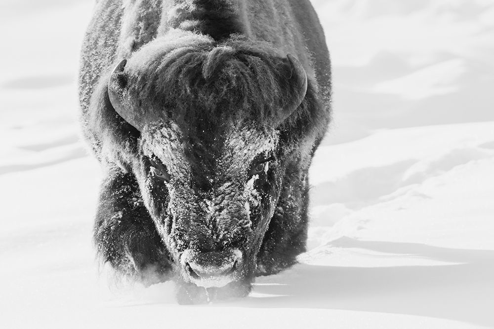 Bull bison wading through the deep snow of Yellowstone art print by Ken Archer for $57.95 CAD