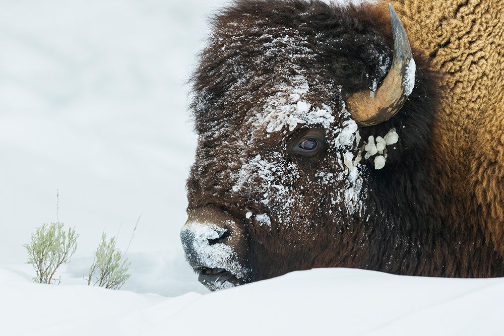 Bison foraging in the deep winter snow of the Rocky Mountains art print by Ken Archer for $57.95 CAD