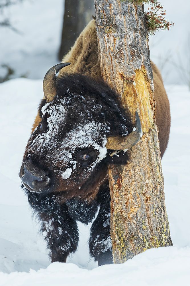 Tree hugging bull bison, winter in Yellowstone, Wyoming art print by Ken Archer for $57.95 CAD