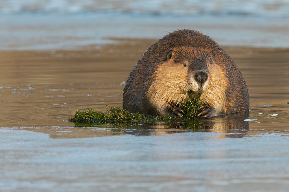 American beaver foraging in open water in the frozen river art print by Ken Archer for $57.95 CAD