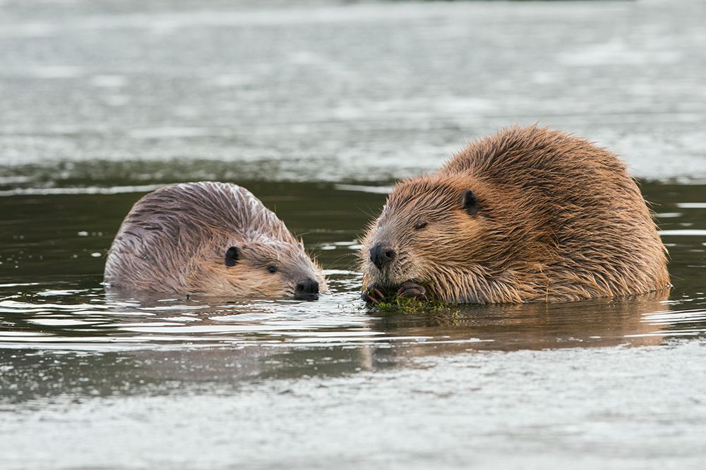Adult beaver forages along with a youngster in an opening in the ice art print by Ken Archer for $57.95 CAD