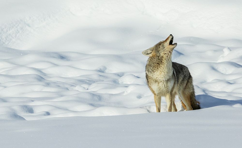 Coyote yelping in the wintery landscape art print by Ken Archer for $57.95 CAD