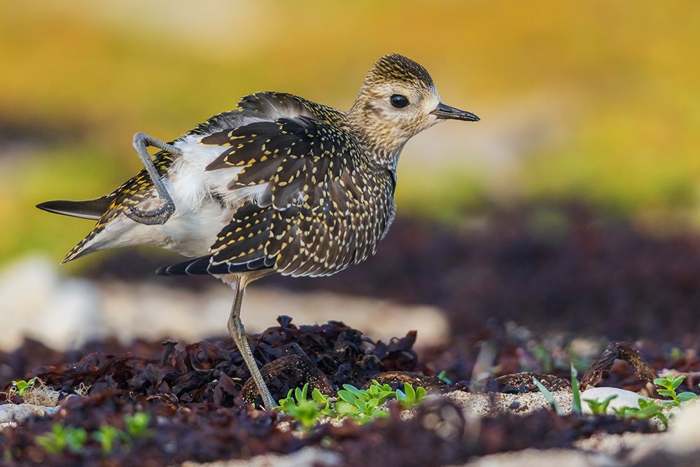 American golden plover stretching art print by Ken Archer for $57.95 CAD