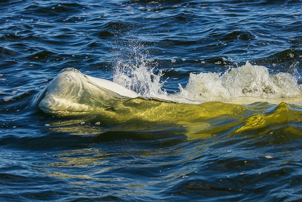 Beluga whale comes up for a breath in Hudson Bay, Manitoba, Canada. art print by Ken Archer for $57.95 CAD