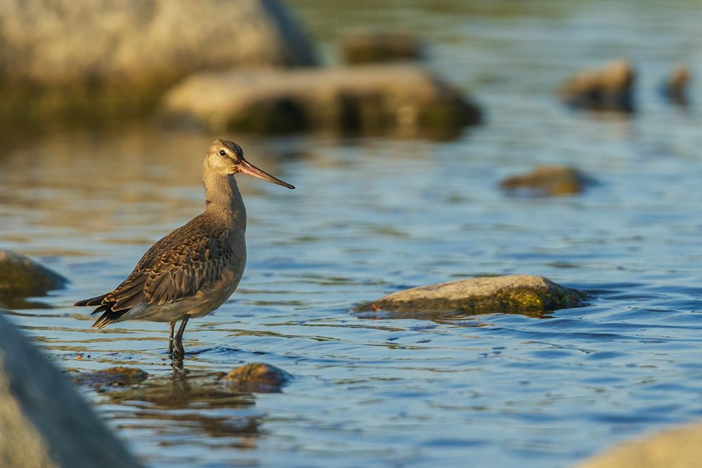 Hudsonian godwit pauses a small creeks edge in the arctic habitat in Northern Manitoba, Canada. art print by Ken Archer for $57.95 CAD