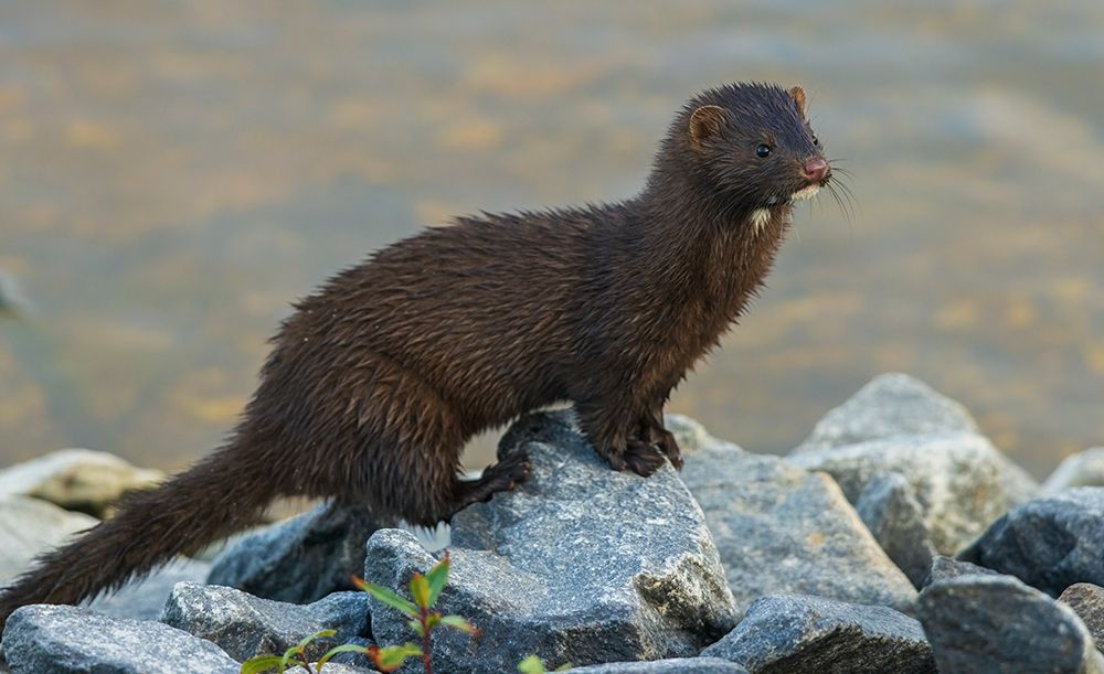 American mink pauses for a moment while foraging along a river bank in the arctic country art print by Ken Archer for $57.95 CAD