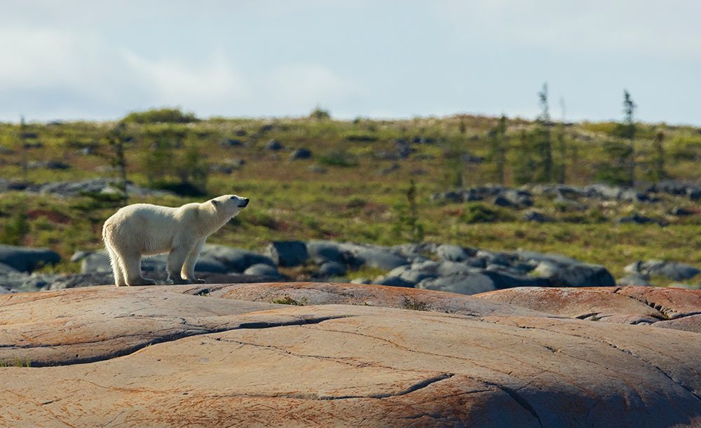 Polar bear catching a scent in the air along the coast of Hudson Bay art print by Ken Archer for $57.95 CAD