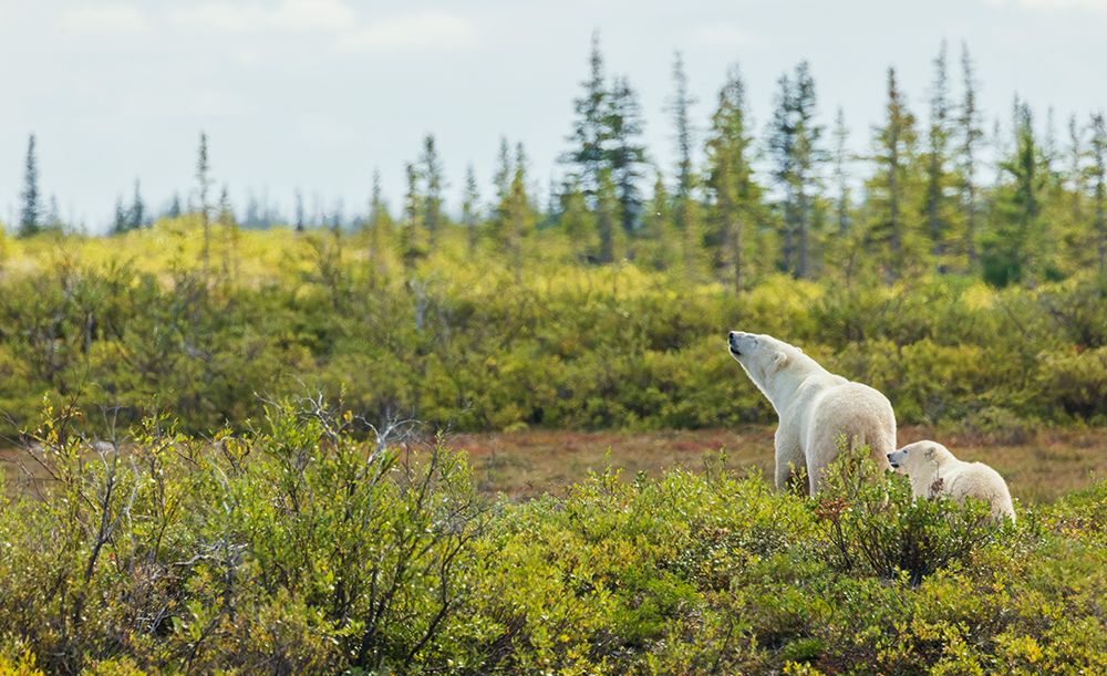 Polar bear sow and cub exploring tundra of Hudson Bay for possible meal, Northern Manitoba, Canada art print by Ken Archer for $57.95 CAD