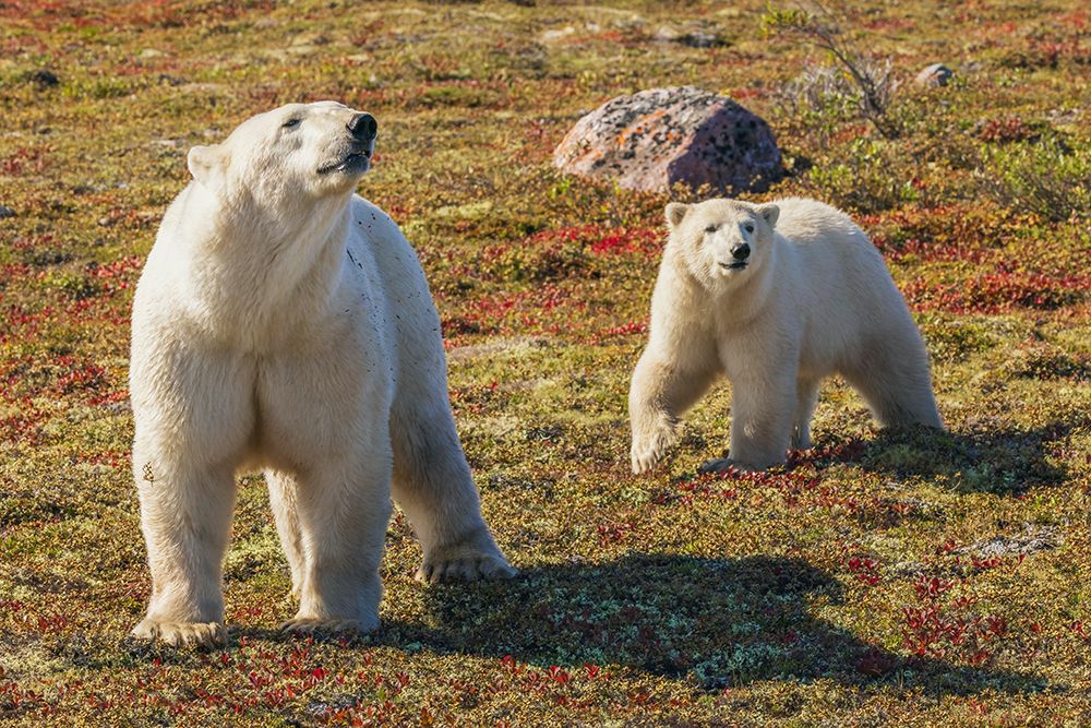 Polar bear sow catching a scent in the air art print by Ken Archer for $57.95 CAD