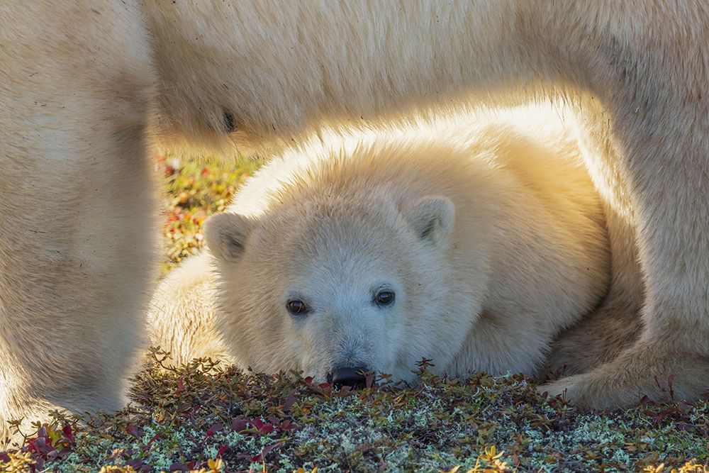 Young polar bear rest under its mother while she scavenges an old Caribou carcass art print by Ken Archer for $57.95 CAD