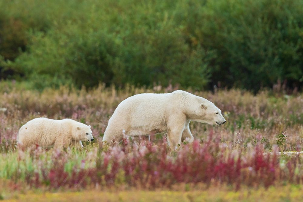 Polar bear sow with cub exploring an inlet stream to the Hudson Bay, Northern Manitoba, Canada. art print by Ken Archer for $57.95 CAD