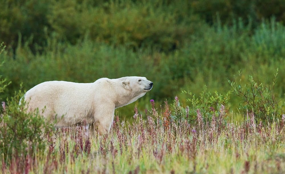 Polar bear pauses for a moment to sniff the air near Hudson Bay art print by Ken Archer for $57.95 CAD