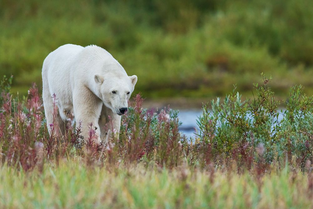 Polar bear exploring the shoreline of Hudson Bay for a possible meal, Northern Manitoba, Canada. art print by Ken Archer for $57.95 CAD