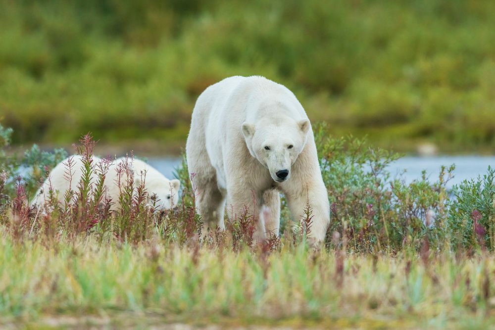 Polar bear sow and cub exploring tundra of Hudson Bay for possible meal, Northern Manitoba, Canada art print by Ken Archer for $57.95 CAD