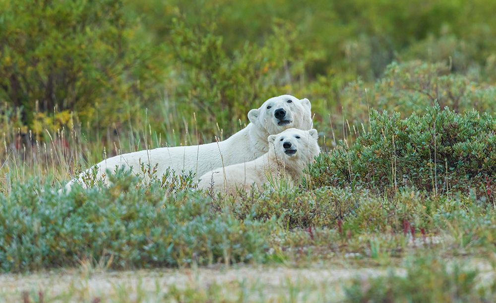 Polar bear sow with her cub rests in the willows near the shoreline of Hudson Bay art print by Ken Archer for $57.95 CAD