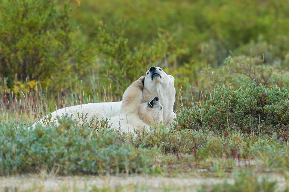 Polar bear cub plays with mom during nap time in Northern Manitoba, Canada. art print by Ken Archer for $57.95 CAD