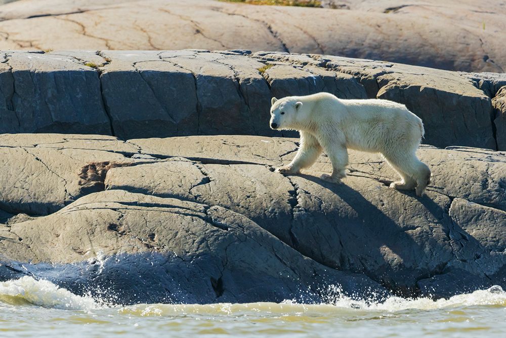 Polar bear exploring the shoreline of Hudson Bay for a possible meal, Northern Manitoba, Canada. art print by Ken Archer for $57.95 CAD