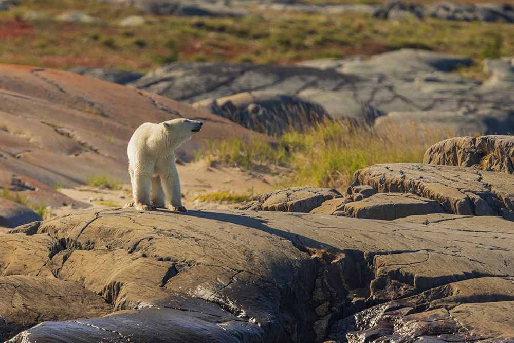 Polar bear testing the air on the arctic tundra late summer landscape art print by Ken Archer for $57.95 CAD