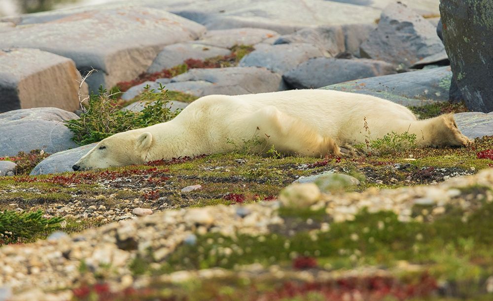 Polar bear rests along the shoreline of Hudson Bay, Canada. art print by Ken Archer for $57.95 CAD