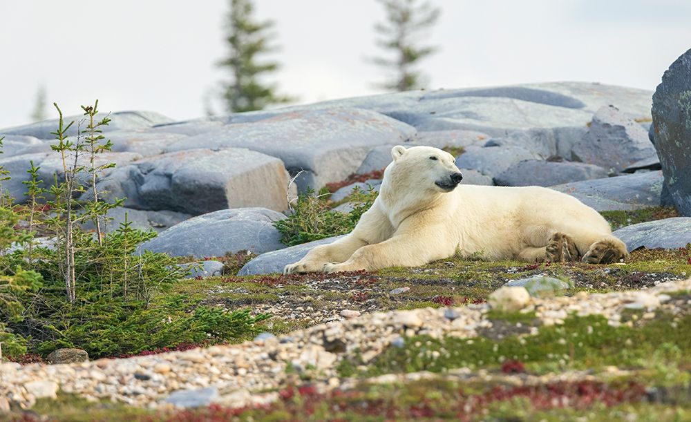 Polar bear rests along the shoreline of Hudson Bay, Canada. art print by Ken Archer for $57.95 CAD