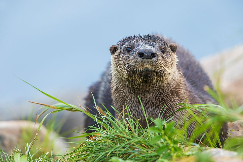 River otter pauses for glance about while foraging along the Churchill River in Northern Manitoba art print by Ken Archer for $57.95 CAD