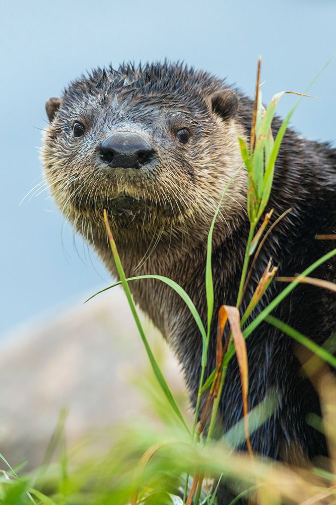 River otter pauses for a moment while foraging along a river bank in the arctic country art print by Ken Archer for $57.95 CAD