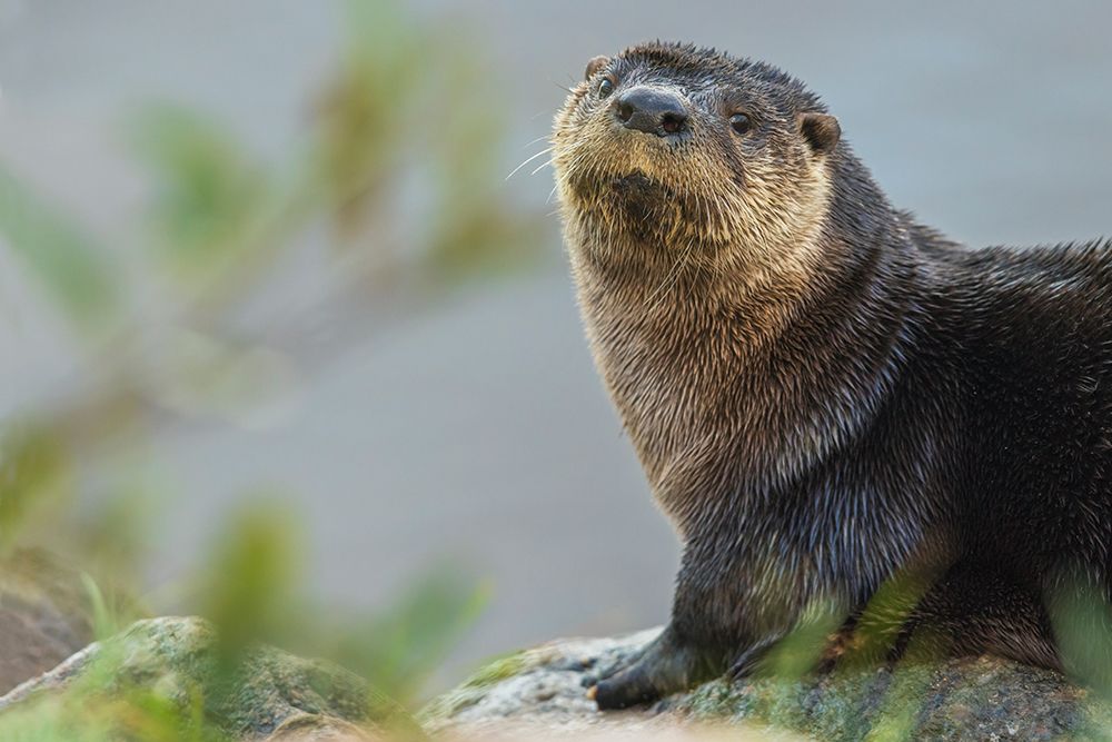 River otter pauses for a moment while foraging along a river bank in the arctic country art print by Ken Archer for $57.95 CAD