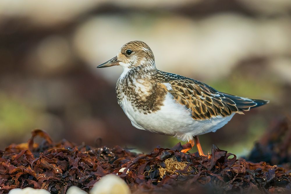 Ruddy turnstone foraging among washed up seaweed on the shore of Hudson Bay art print by Ken Archer for $57.95 CAD