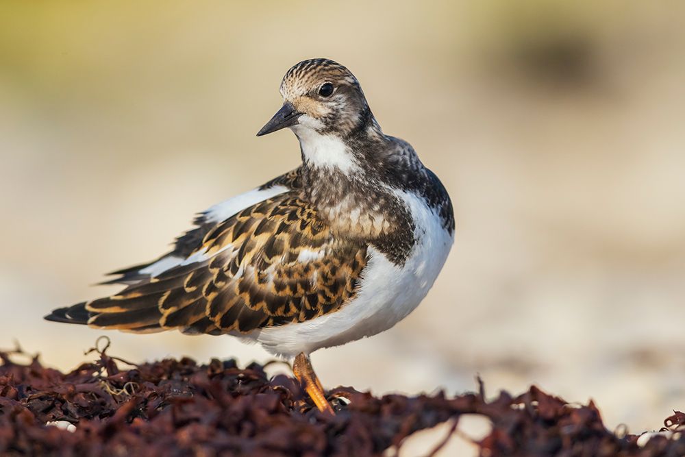Ruddy turnstone preening while foraging along the Hudson Bay in Northern Manitoba, Canada. art print by Ken Archer for $57.95 CAD