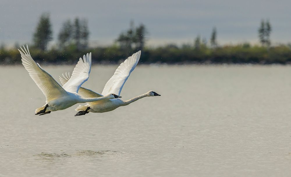 Tundra swan pair taking flight from an sub-arctic tundra pond of Northern Manitoba, Canada. art print by Ken Archer for $57.95 CAD