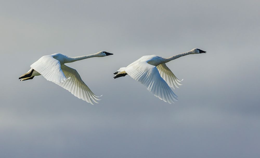 Tundra swan pair flying over the arctic tundra of Northern Manitoba, Canada. art print by Ken Archer for $57.95 CAD