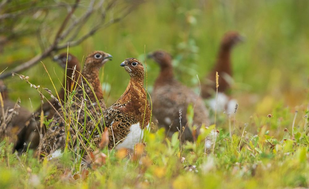 Flock of willow ptarmigan foraging in the Boreal forest of Northern Manitoba, Canada. art print by Ken Archer for $57.95 CAD