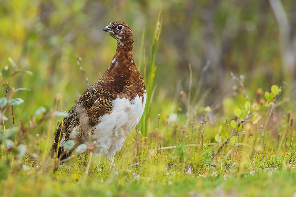 Willow ptarmigan at home in the arctic tundra of Northern Manitoba art print by Ken Archer for $57.95 CAD