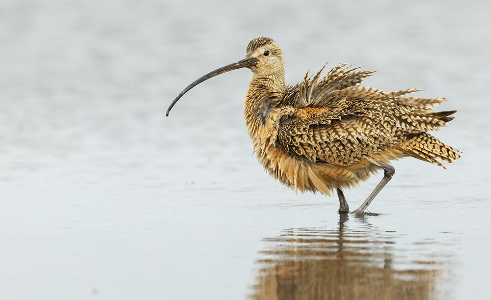 Long-billed curlew fluffing out his feathers while foraging in Southeast Oregon art print by Ken Archer for $57.95 CAD