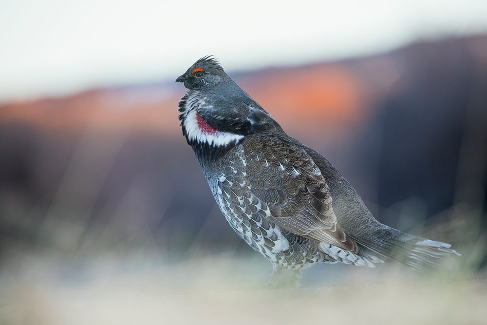Dusky grouse calling in the Rocky Mountains of Colorado art print by Ken Archer for $57.95 CAD