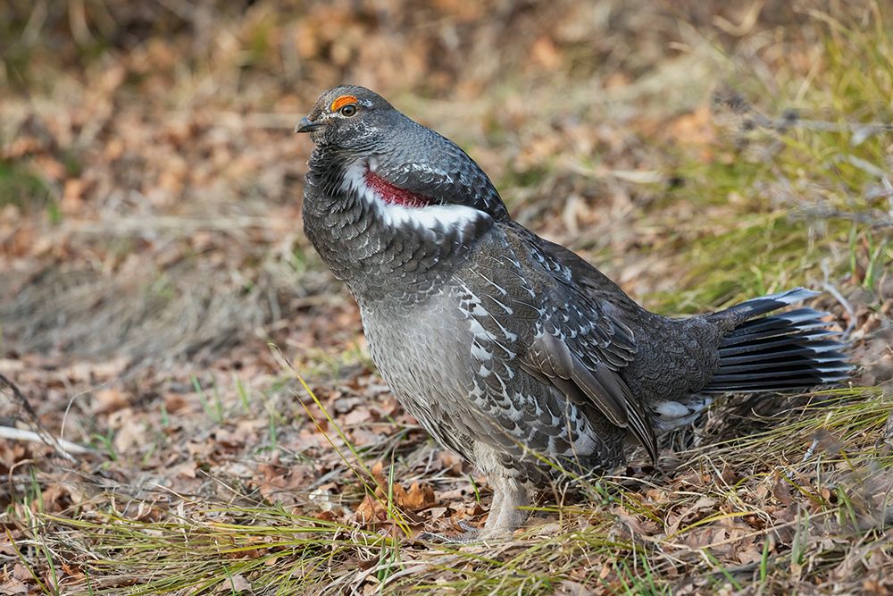 Dusky grouse calling in the Rocky Mountains of Colorado art print by Ken Archer for $57.95 CAD