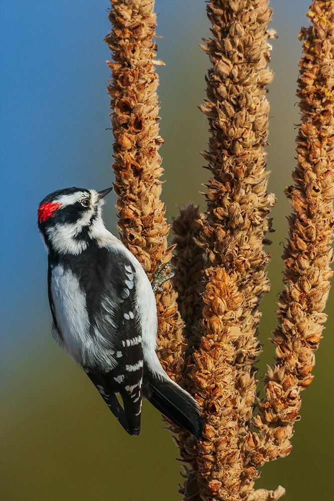 Downy woodpecker looking for Mullen seeds in Montana art print by Ken Archer for $57.95 CAD