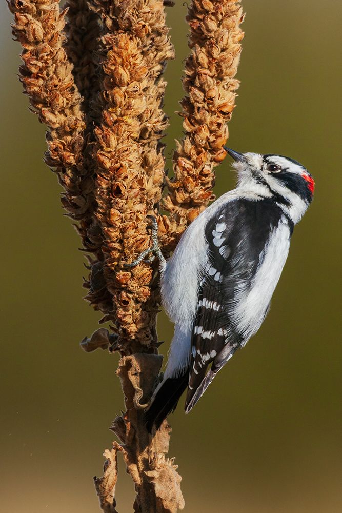 Downy woodpecker looking for Mullen seeds in Montana art print by Ken Archer for $57.95 CAD