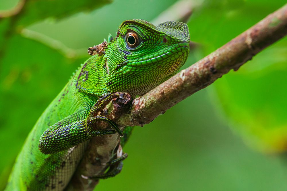 Iguana in the Cloud Forest of Ecuador art print by Ken Archer for $57.95 CAD