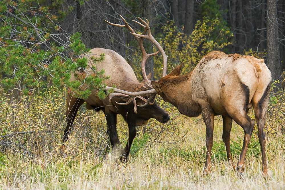Older and younger bull elk sparring together, Canadian Rockies art print by Ken Archer for $57.95 CAD