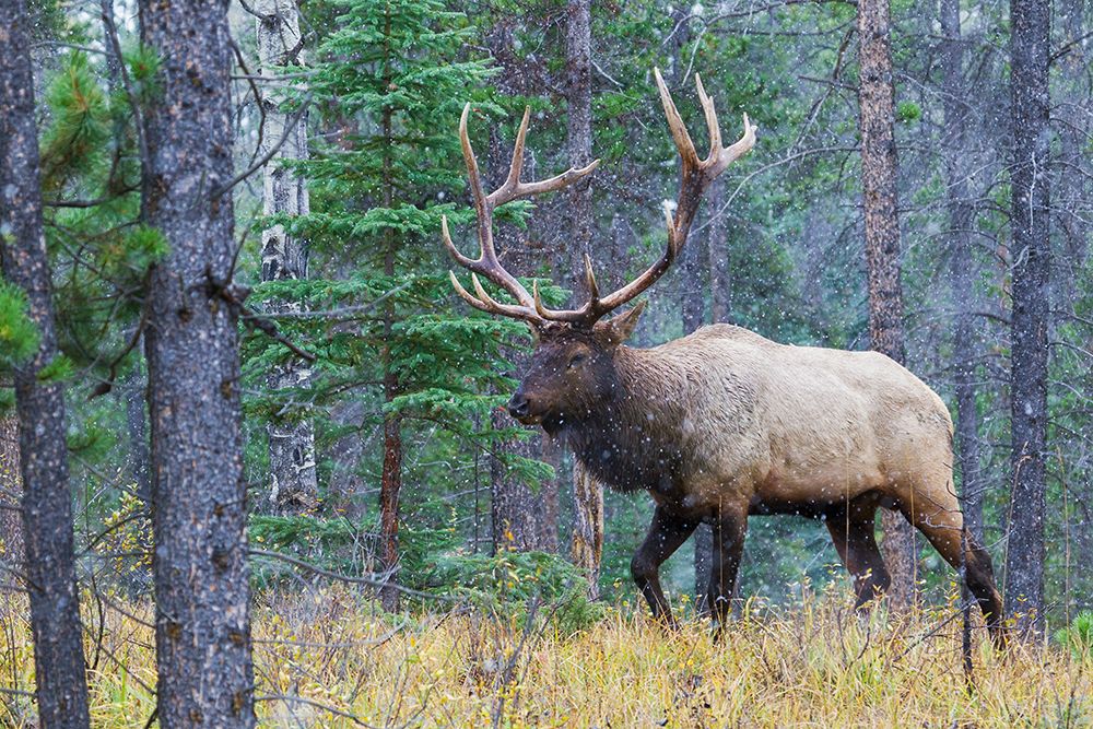 Bull elk walking through forest in the Canadian Rockies art print by Ken Archer for $57.95 CAD