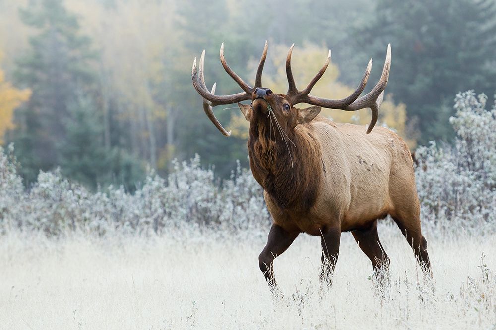 Bull elk asserting his dominance on frosty October morning, Canadian Rockies art print by Ken Archer for $57.95 CAD
