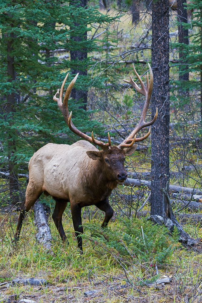 Bull elk walking through forest in the Canadian Rockies art print by Ken Archer for $57.95 CAD