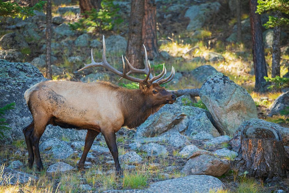 Bull elk scanning nearby meadow in the Rocky Mountains of Colorado art print by Ken Archer for $57.95 CAD
