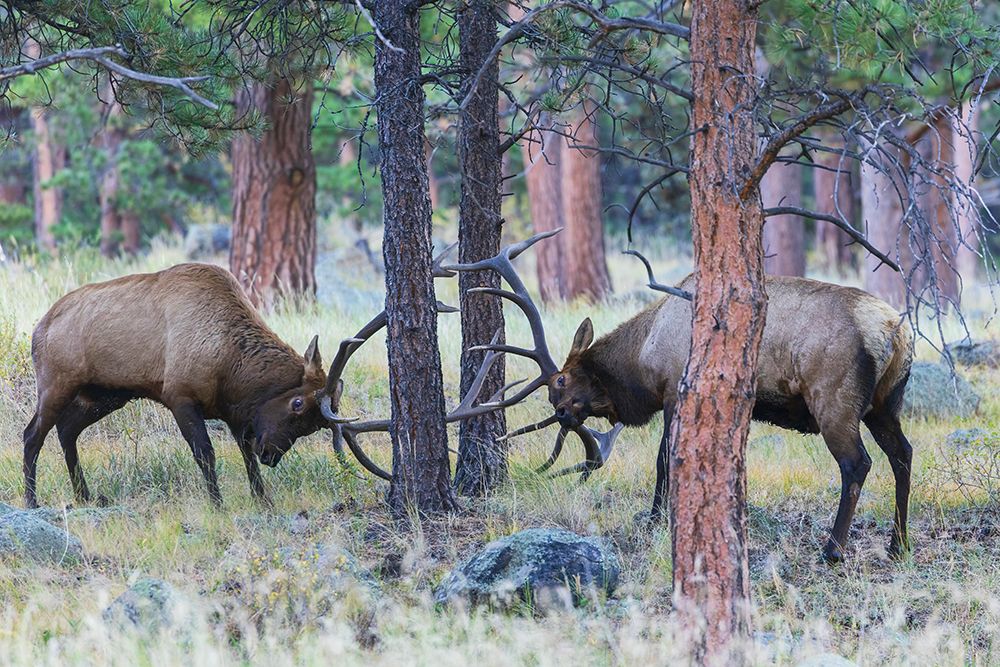 Pair of bull elk fight among the Ponderosa pines for control of the cow elk herd, Colorado Rockies art print by Ken Archer for $57.95 CAD