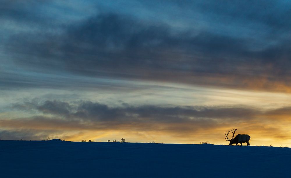 Bull elk foraging at winter sunset in Wyoming art print by Ken Archer for $57.95 CAD