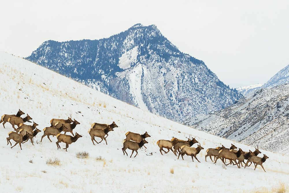 Herd of elk migrating to lower country in Montana art print by Ken Archer for $57.95 CAD