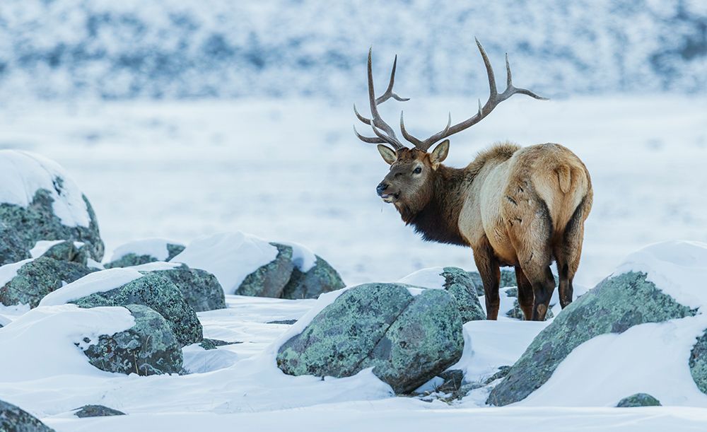 Bull elk on the winter range of the Rocky Mountains of Montana art print by Ken Archer for $57.95 CAD
