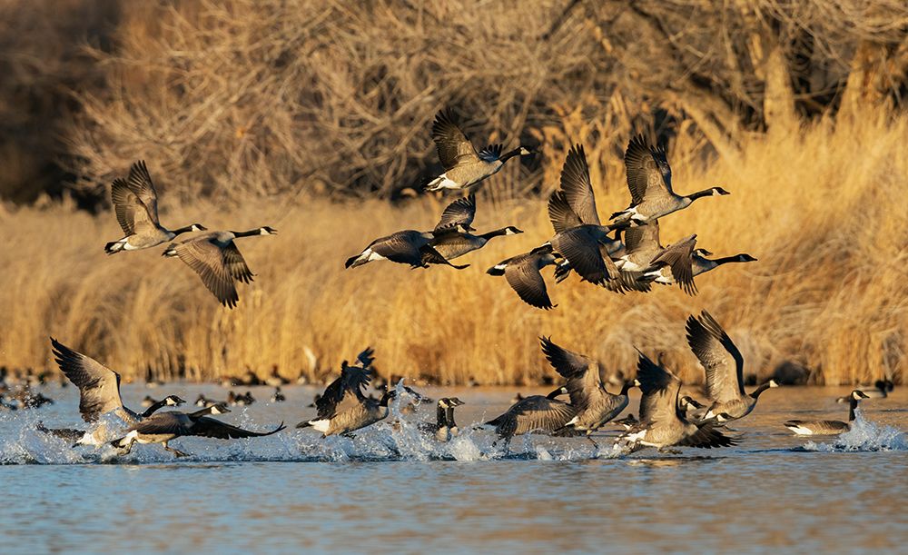 Canada geese taking flight from a wetland refuge in southern Idaho during migration art print by Ken Archer for $57.95 CAD