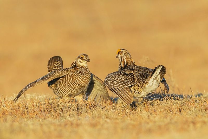 Greater prairie chicken males face off over territory dispute art print by Ken Archer for $57.95 CAD